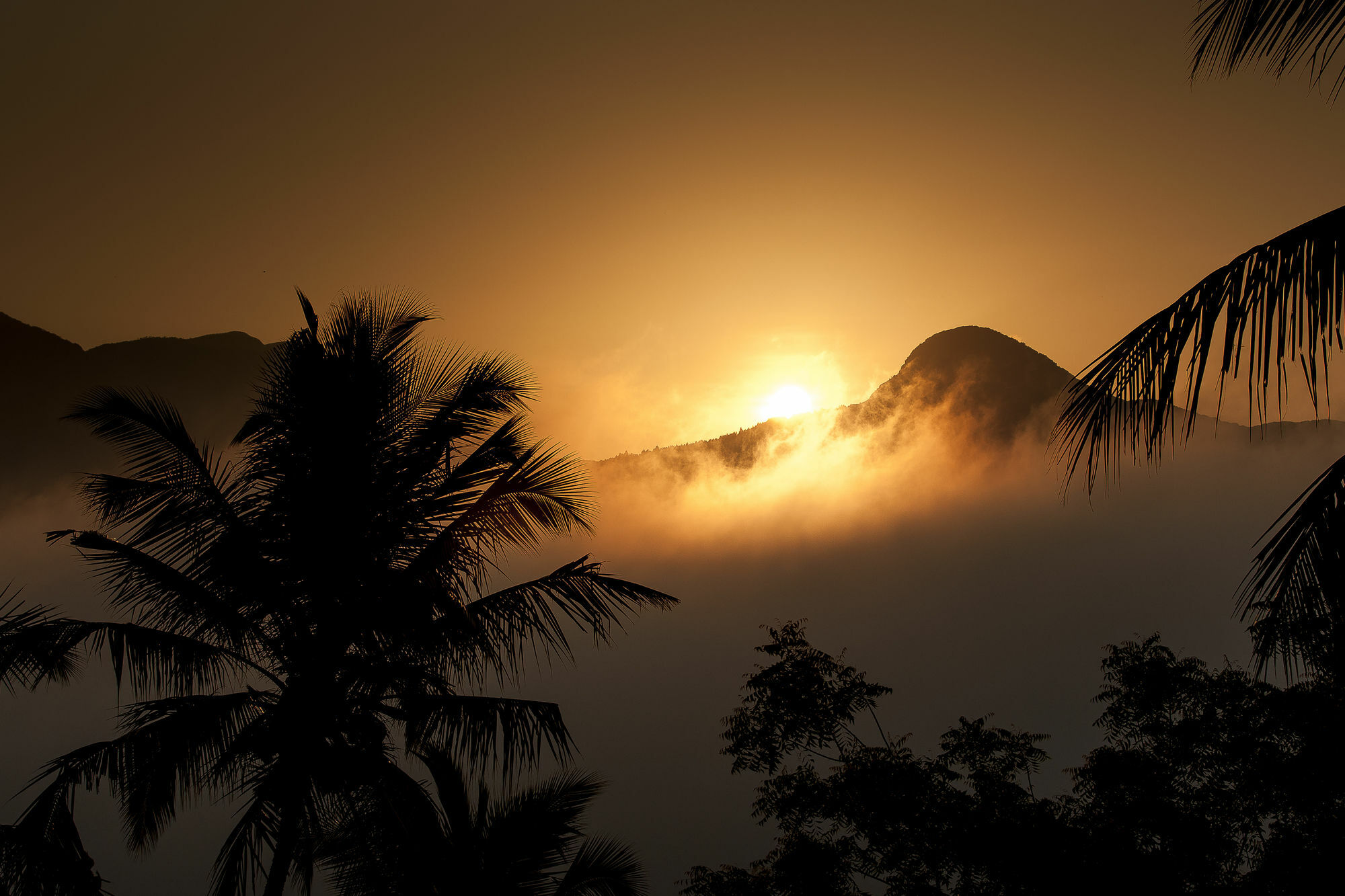 The Albatross, Kandy *